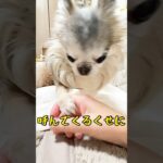 【しつけ失敗犬】オテは無視する😥極小チワワ椿#shorts #チワワ #極小チワワ #chihuahua