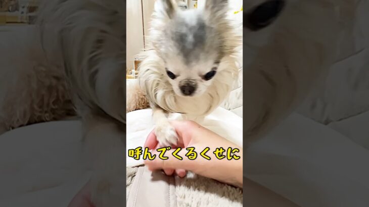 【しつけ失敗犬】オテは無視する😥極小チワワ椿#shorts #チワワ #極小チワワ #chihuahua