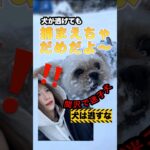 犬脱走🐶💨#shorts #西川町 #逃げる犬の捕まえ方 #犬のしつけ #雪遊び #dogtraining #月山