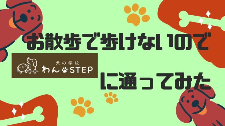 『犬の学校わんstepに通ってみた』シリーズ　お散歩で歩かないのでわんstepに通ってみた！