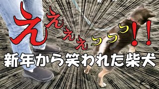 【柴犬】【ビーグル犬】【多頭飼育】【異犬種】初日の出を見に行ったら、思わぬ展開に柴犬が大笑いされた元旦。