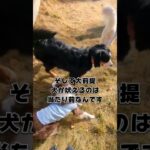 愛犬の吠えに困ってる人必見！ #犬のしつけ #ドッグトレーナー #吠えぐせ