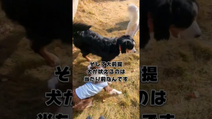 愛犬の吠えに困ってる人必見！ #犬のしつけ #ドッグトレーナー #吠えぐせ