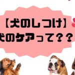 【犬のしつけ】犬のケアって？？