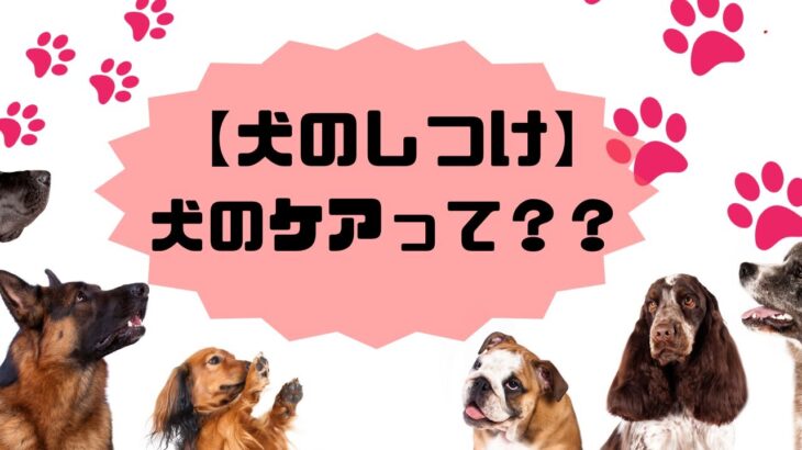 【犬のしつけ】犬のケアって？？