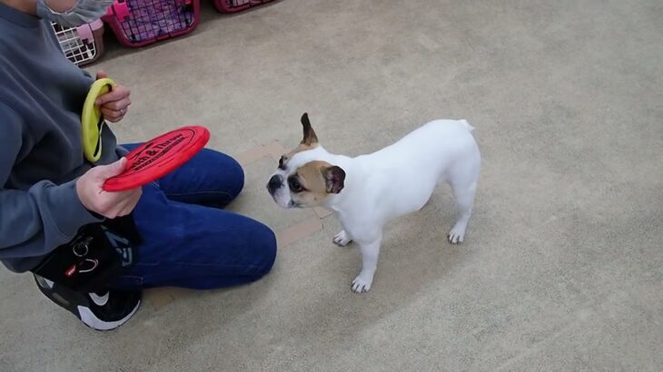 犬の幼稚園 はなちゃんとトレーニング