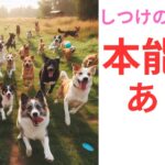 【衝撃！】犬の本能がしつけに大きく影響する！【群生本能】【権勢本能】【服従本能】とは…！