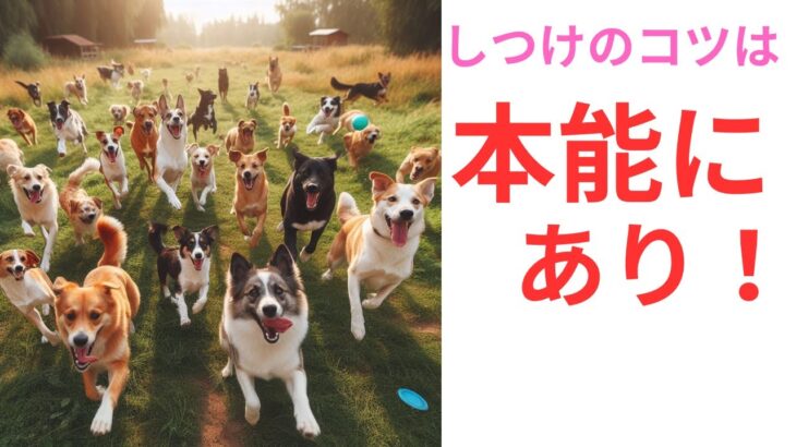 【衝撃！】犬の本能がしつけに大きく影響する！【群生本能】【権勢本能】【服従本能】とは…！