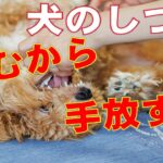 家族に攻撃をする犬の電話しつけ相談２