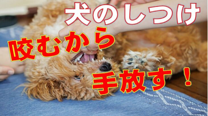 家族に攻撃をする犬の電話しつけ相談２