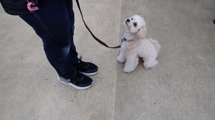 犬の幼稚園 空ちゃんとトレーニング