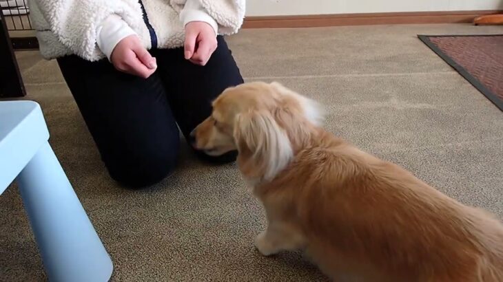 犬の幼稚園 凜ちゃんとトレーニング