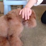 犬の幼稚園 ひなたくんとトレーニング