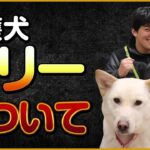 保護犬マリーについて