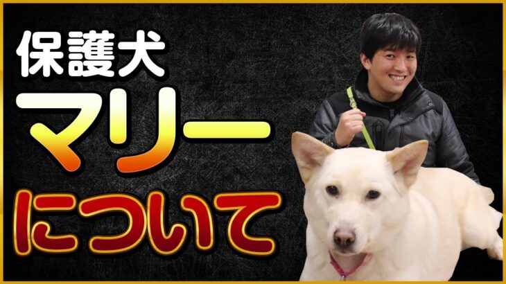 保護犬マリーについて