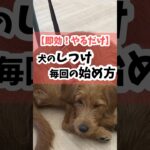 【即効！やるだけ】犬のしつけ（毎回の）始め方#犬 #犬のしつけ #犬のいる暮らし