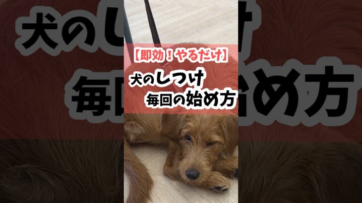 【即効！やるだけ】犬のしつけ（毎回の）始め方#犬 #犬のしつけ #犬のいる暮らし