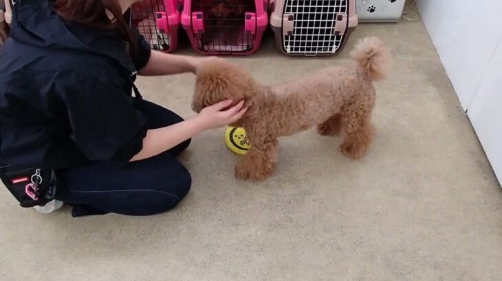 犬の幼稚園 たろうくんとトレーニング