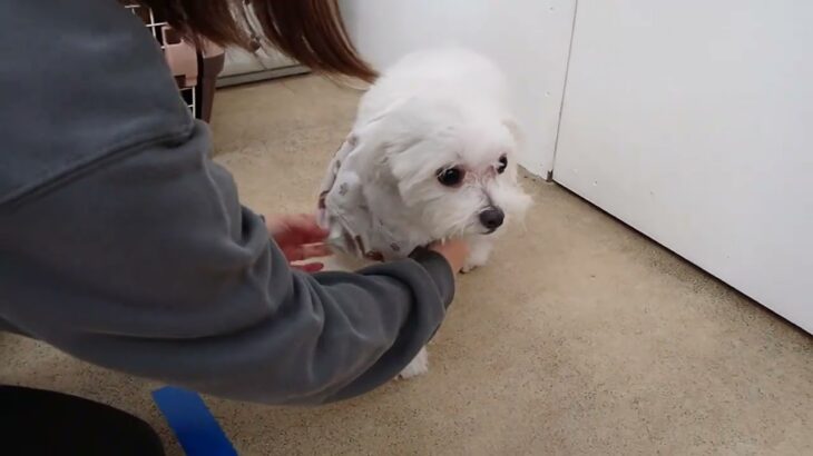 犬の幼稚園 ぷりんちゃんとトレーニング