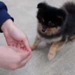 犬の幼稚園 こきりちゃんとトレーニング