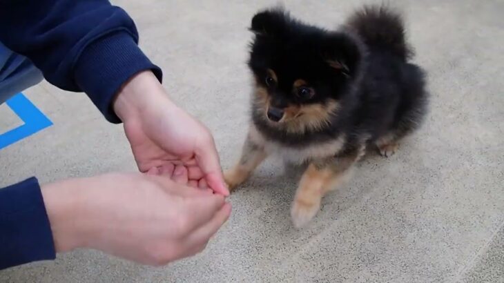 犬の幼稚園 こきりちゃんとトレーニング