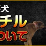 保護犬ルチルについて