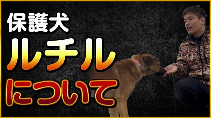 保護犬ルチルについて