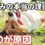 【徹底解説】犬が甘噛みする本当の理由と対策