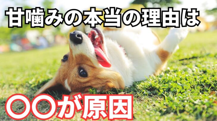 【徹底解説】犬が甘噛みする本当の理由と対策