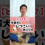 新入り犬が先住犬にしつこく絡んで思わず心配になってしまうことありませんか？#犬 #犬のしつけ #犬のいる暮らし