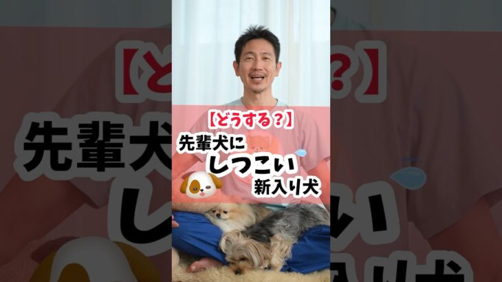 新入り犬が先住犬にしつこく絡んで思わず心配になってしまうことありませんか？#犬 #犬のしつけ #犬のいる暮らし