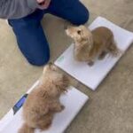 犬の幼稚園 ぴっぴちゃん・ナノちゃんとトレーニング