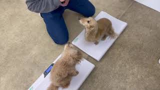 犬の幼稚園 ぴっぴちゃん・ナノちゃんとトレーニング