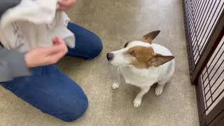 犬の幼稚園 アナちゃん・ジャックくんとトレーニング