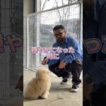 【犬のしつけ】首輪の付け方