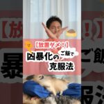 【放置しないで】ゴハンで凶暴になる犬の克服法 #犬 #犬のしつけ #犬のいる暮らし