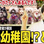 【現場の声】犬の幼稚園の効果とは？メリット、デメリットをプロが解説！