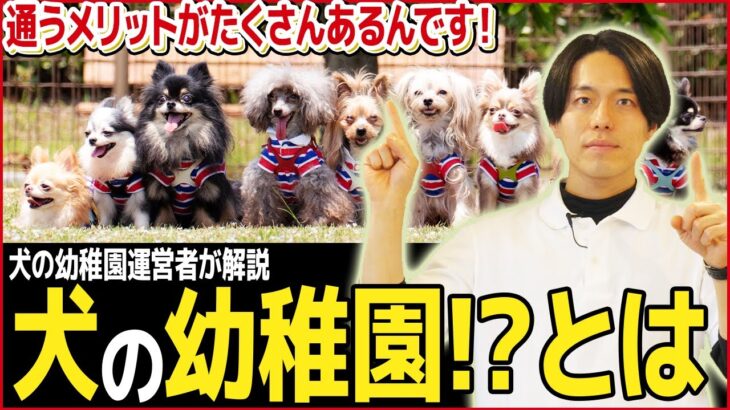 【現場の声】犬の幼稚園の効果とは？メリット、デメリットをプロが解説！