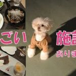 【ドックカフェ・レストランブルスケッタ】無料ドックラン 動物病院 トリミング・ホテル しつけ教室もある総合施設、トイプードルもん