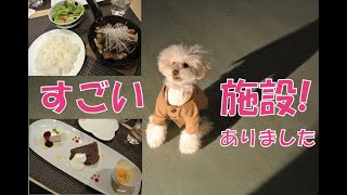 【ドックカフェ・レストランブルスケッタ】無料ドックラン 動物病院 トリミング・ホテル しつけ教室もある総合施設、トイプードルもん