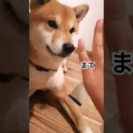 【チュールだとマテできない柴犬】#柴犬りゅう# 犬しつけ