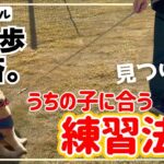 【犬しつけ】引っ張る！動かない！吠える！などお散歩に関するお悩みを解決！？【トイプードル】