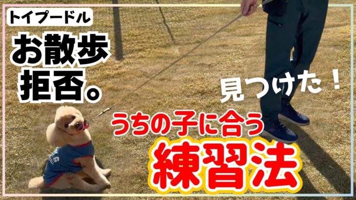 【犬しつけ】引っ張る！動かない！吠える！などお散歩に関するお悩みを解決！？【トイプードル】