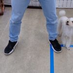 犬の幼稚園 ニコちゃんとトレーニング