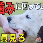 仔犬のしつけ❛甘噛み❜対策の完全解説！