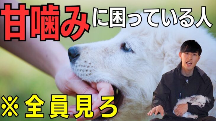 仔犬のしつけ❛甘噛み❜対策の完全解説！