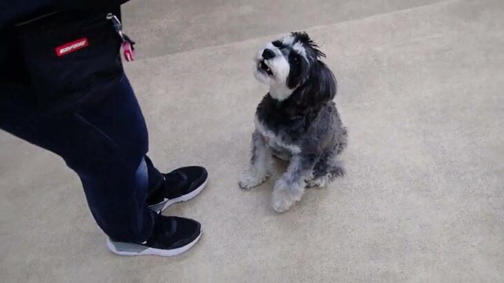 犬の幼稚園 アオくんとトレーニング