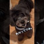 【 #かわいい犬 #犬 しつけ】 #犬 #犬のいる暮らし  #音源 #うんこはトイレでするんだよ