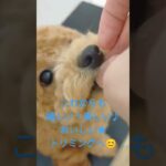 子犬がトリミング練習すると #しつけ #しつけ方 #トイプードル #子犬