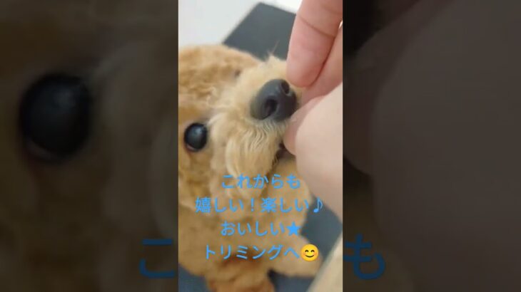 子犬がトリミング練習すると #しつけ #しつけ方 #トイプードル #子犬